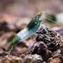 Green Rili