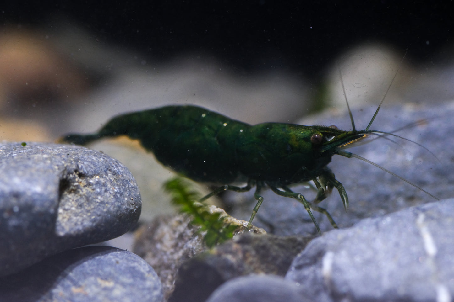 Green Emerald (PACK OF 5+1 for DOA extra)