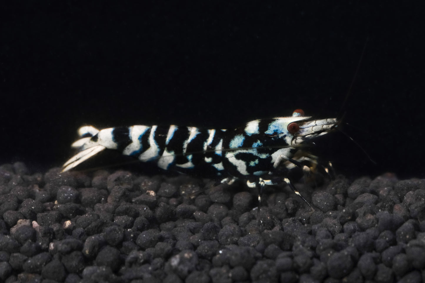 Black Fancy Tiger A/S Grade plus DOA extra)