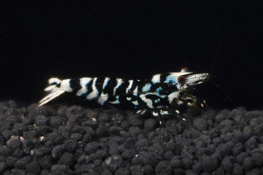 Black Fancy Tiger A/S Grade plus DOA extra)