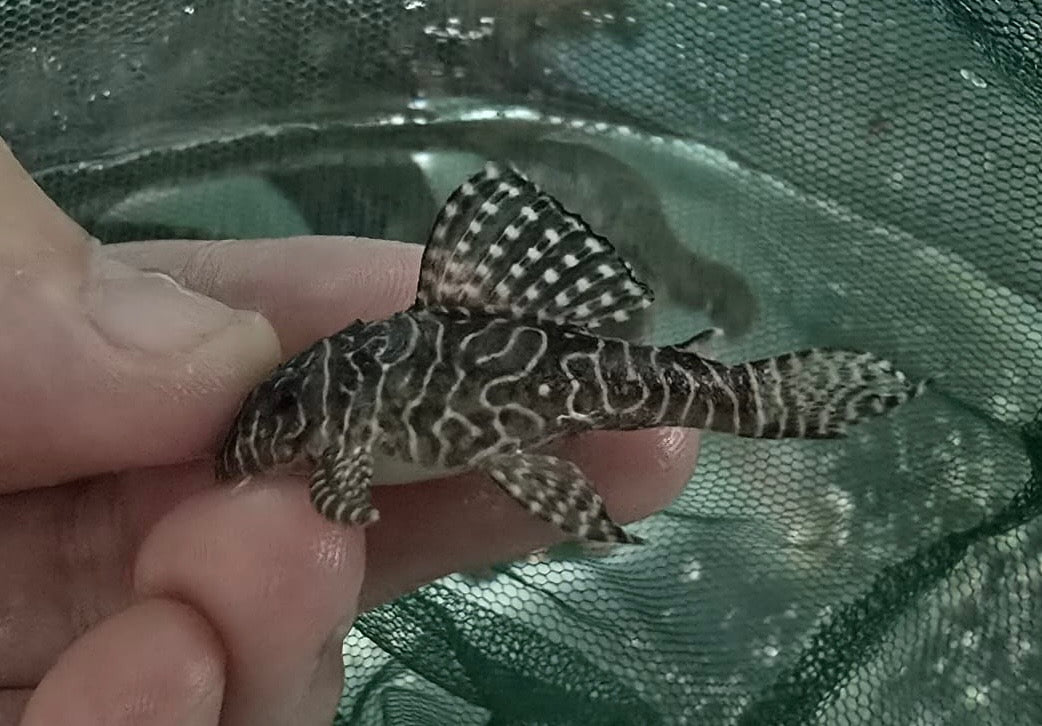 L260 Queen Arabesque Plecostomus
