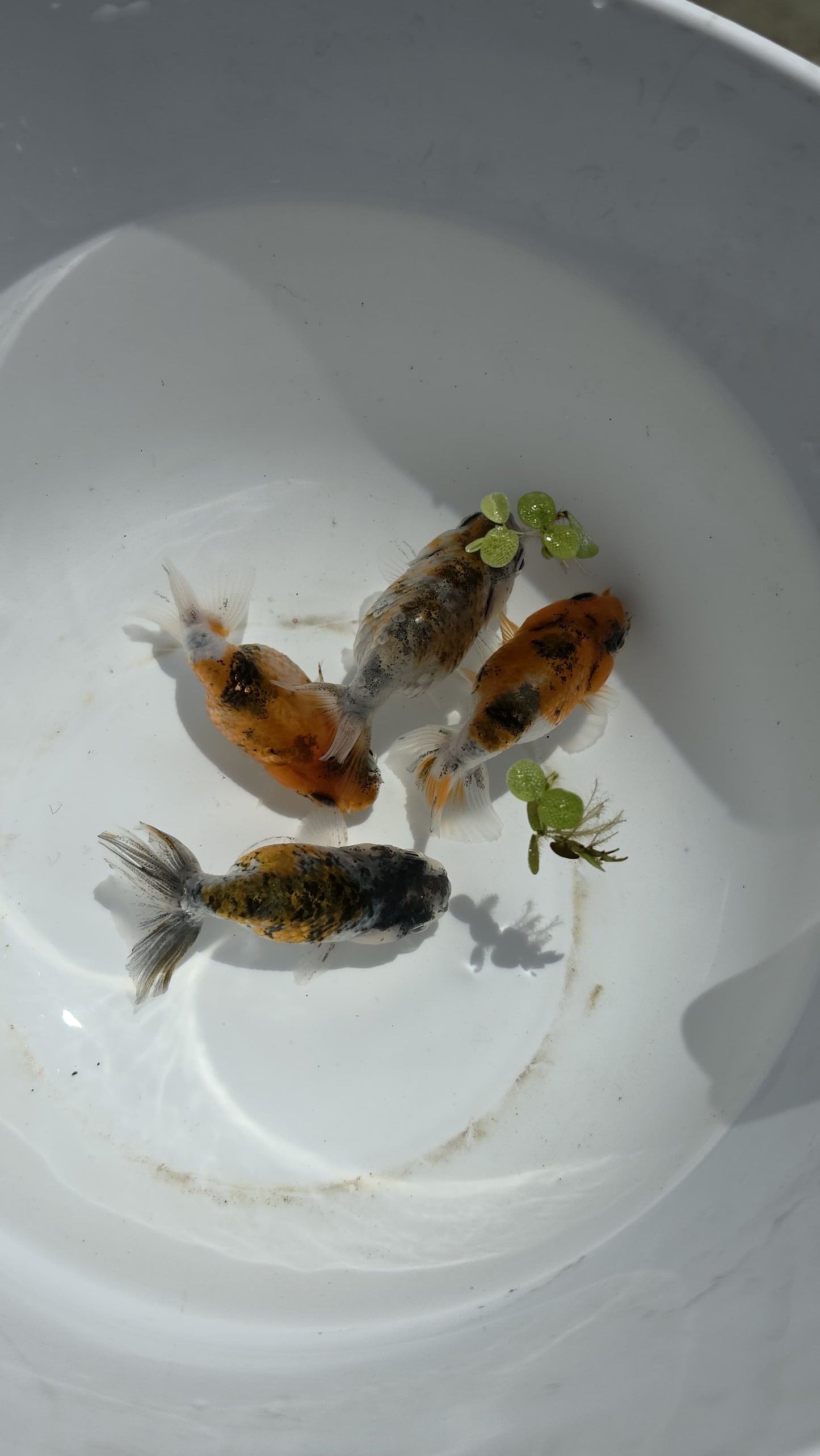 Mixed Ranchu 2.5 inch (Copy)