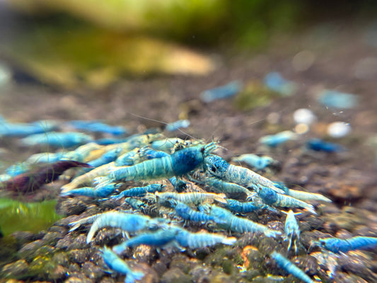 Blue Bolt A/S plus for DOA