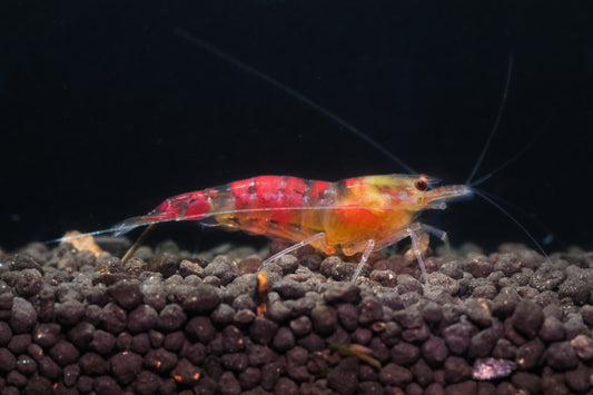 Red Dragon Calceo