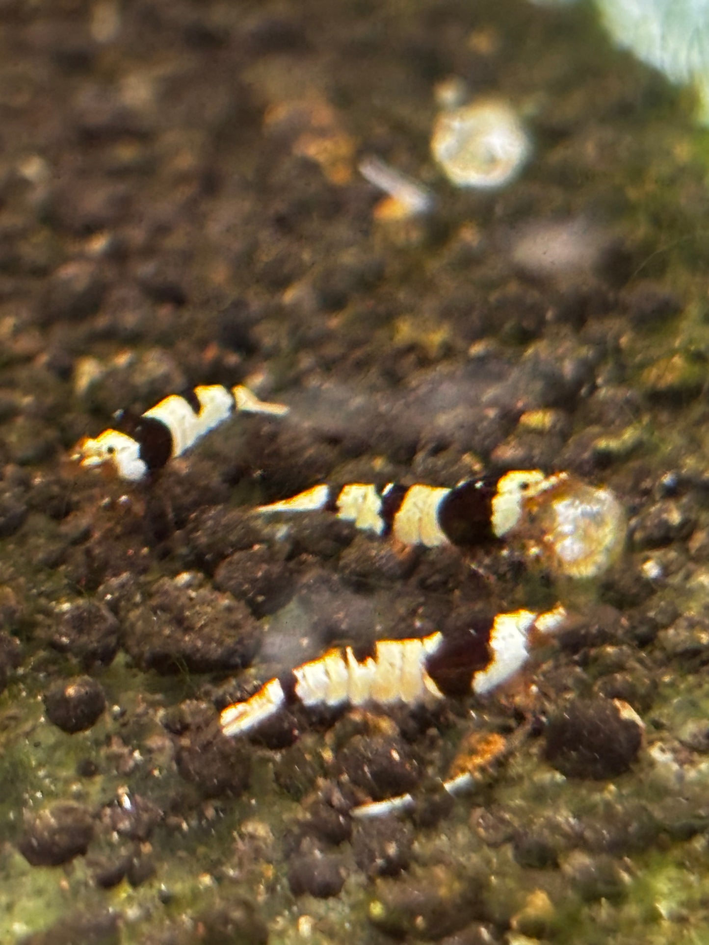PBL Breeder Ji Hong