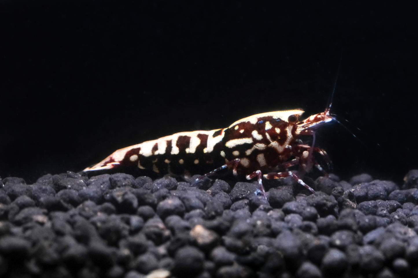 Red Galaxy Snowflake Caridina
