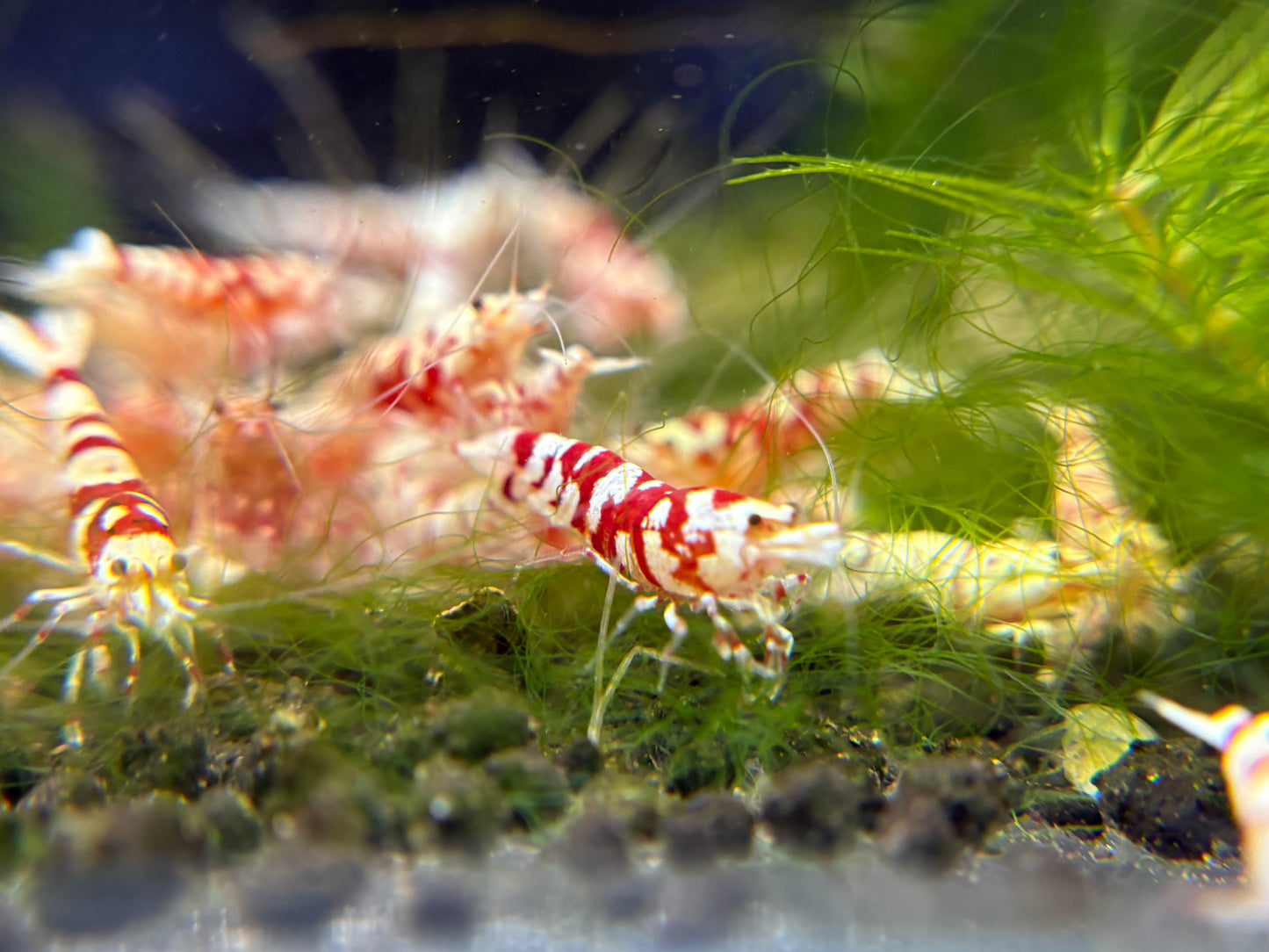 Red Fancy Tiger A/S  plus for DOA