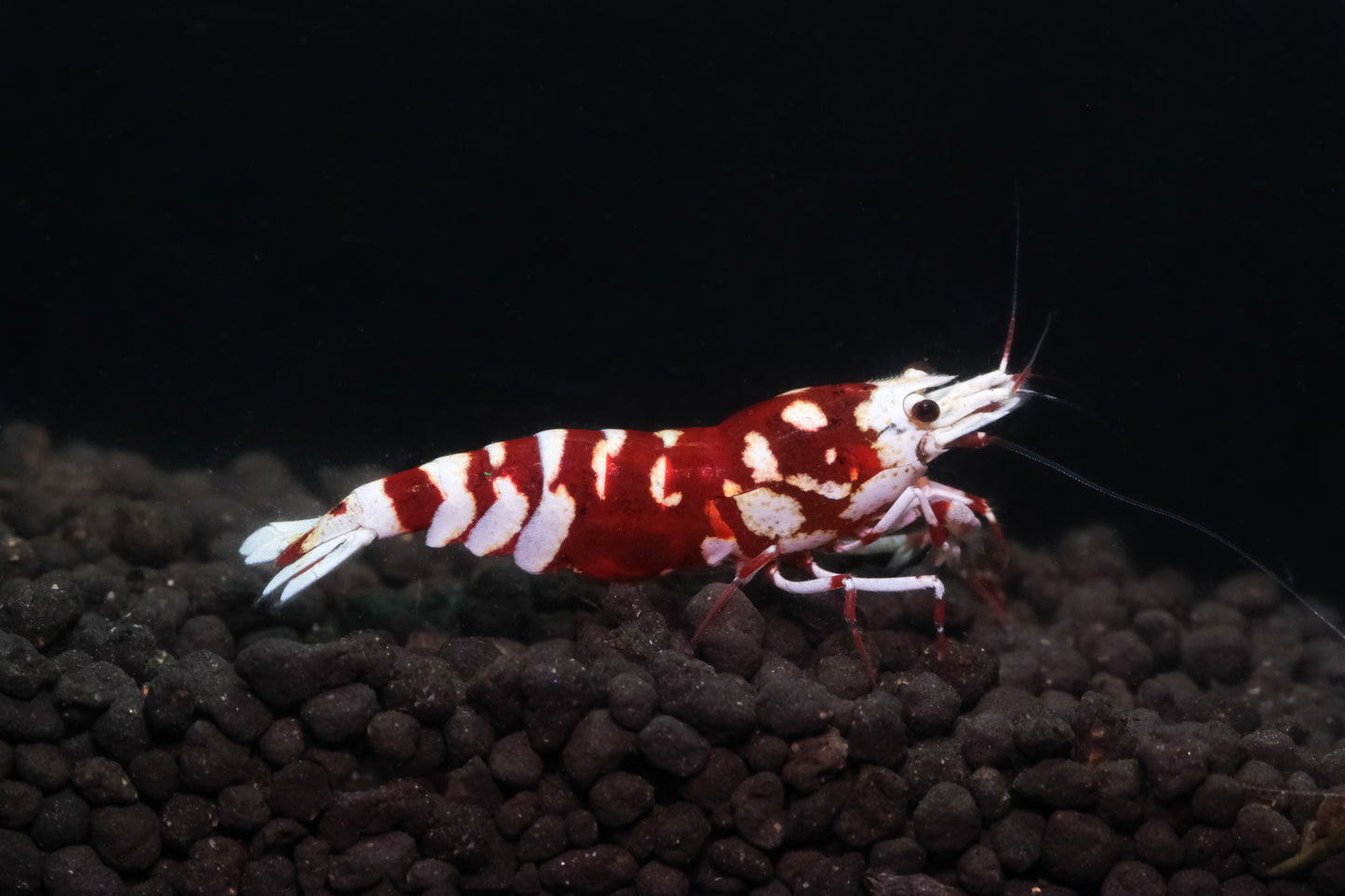 Red Fancy Tiger A/S  plus for DOA