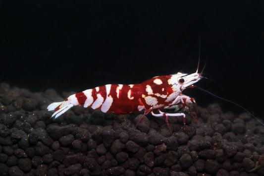 Red Fancy Tiger A/S  plus for DOA