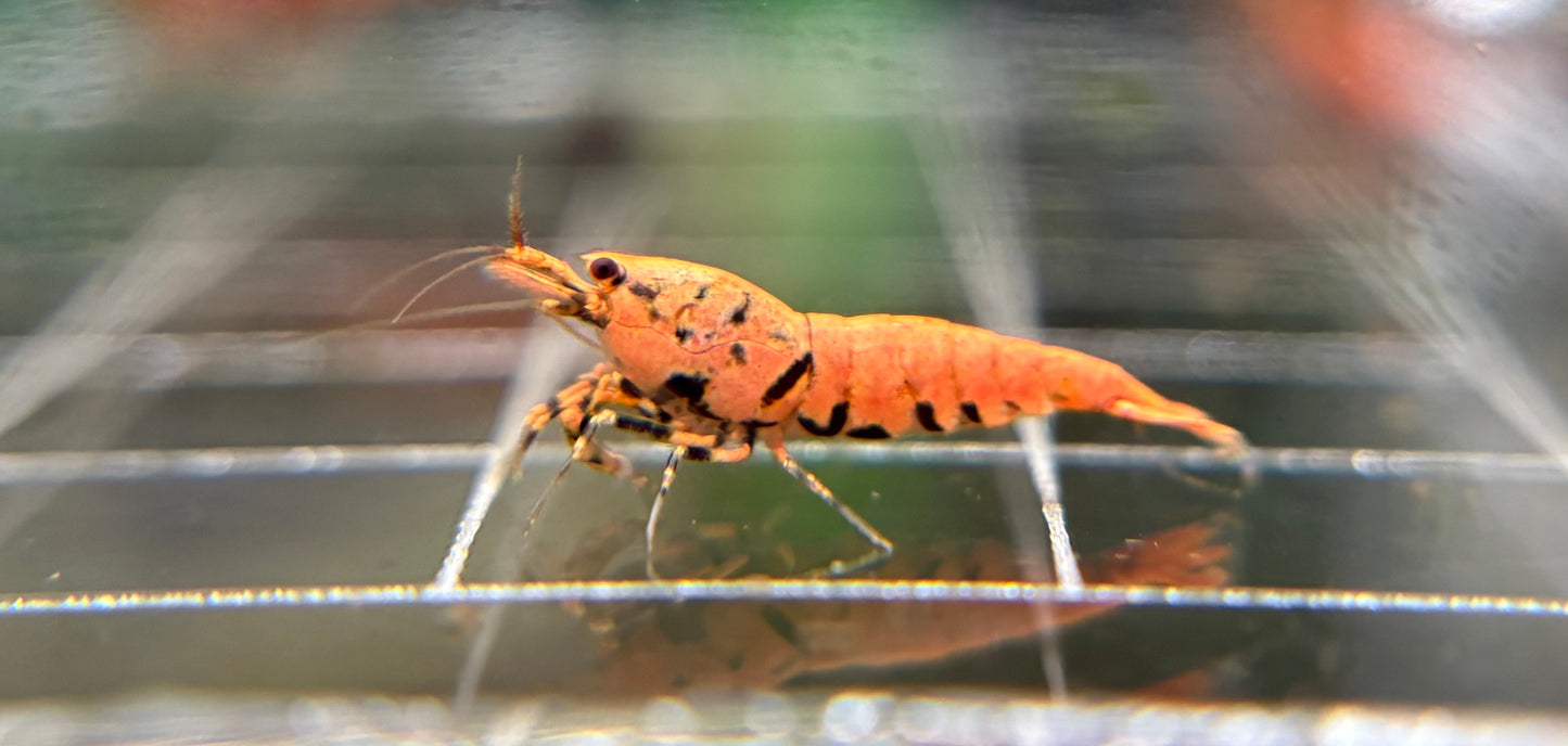 Orange Boa Caridina Mix