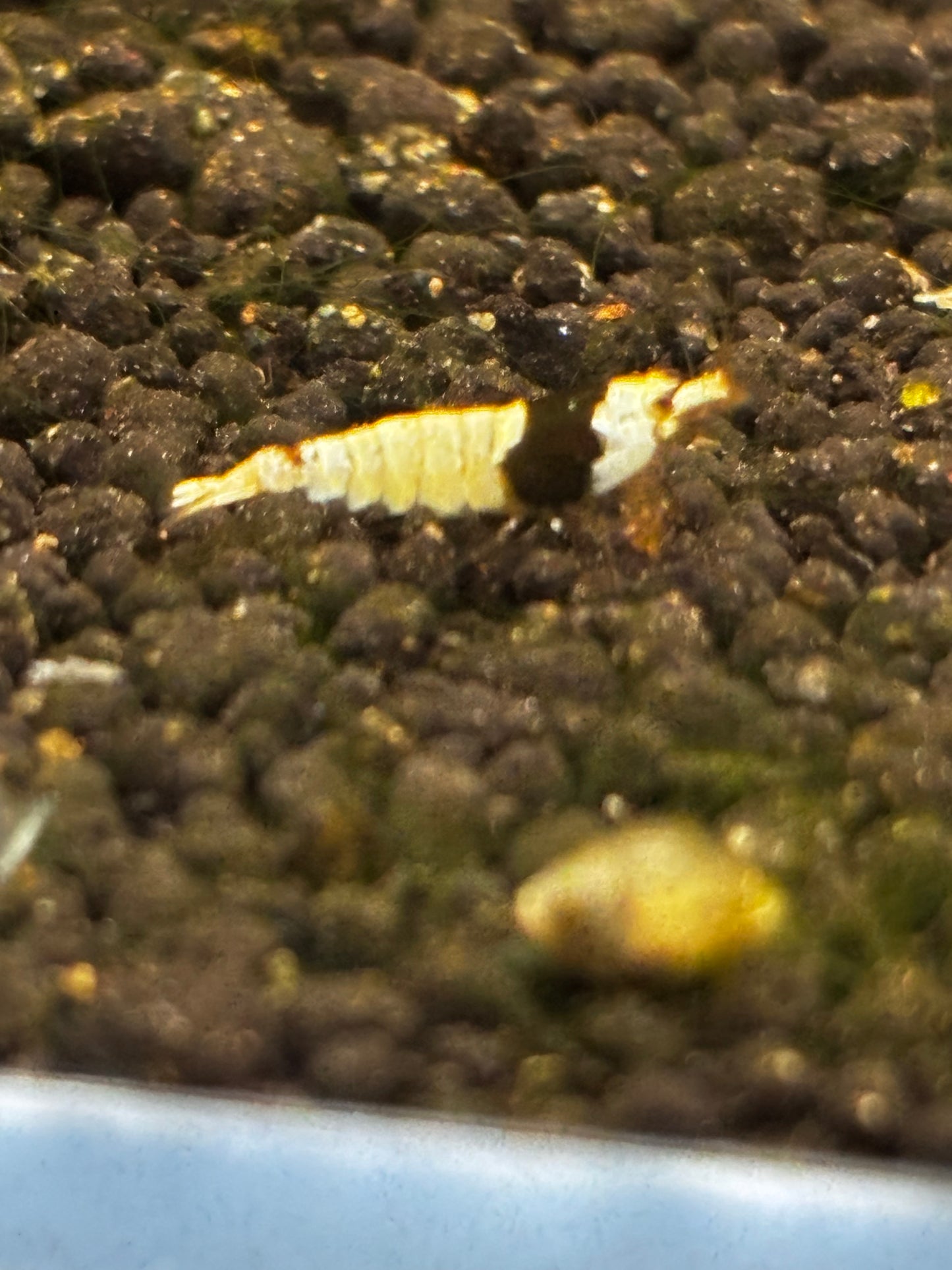 PBL Breeder Ji Hong