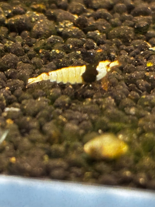 PBL Breeder Ji Hong