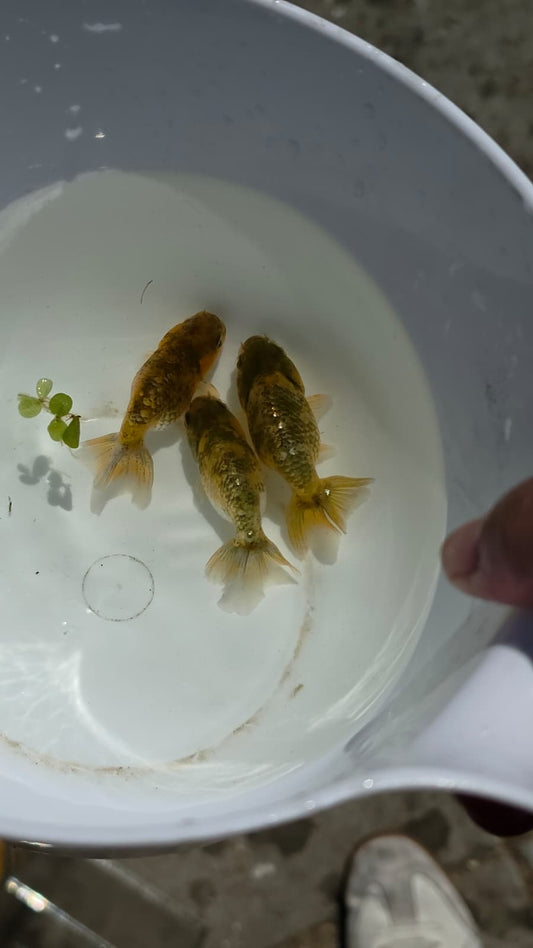 Copper Calico Ranchu 2.5 inch