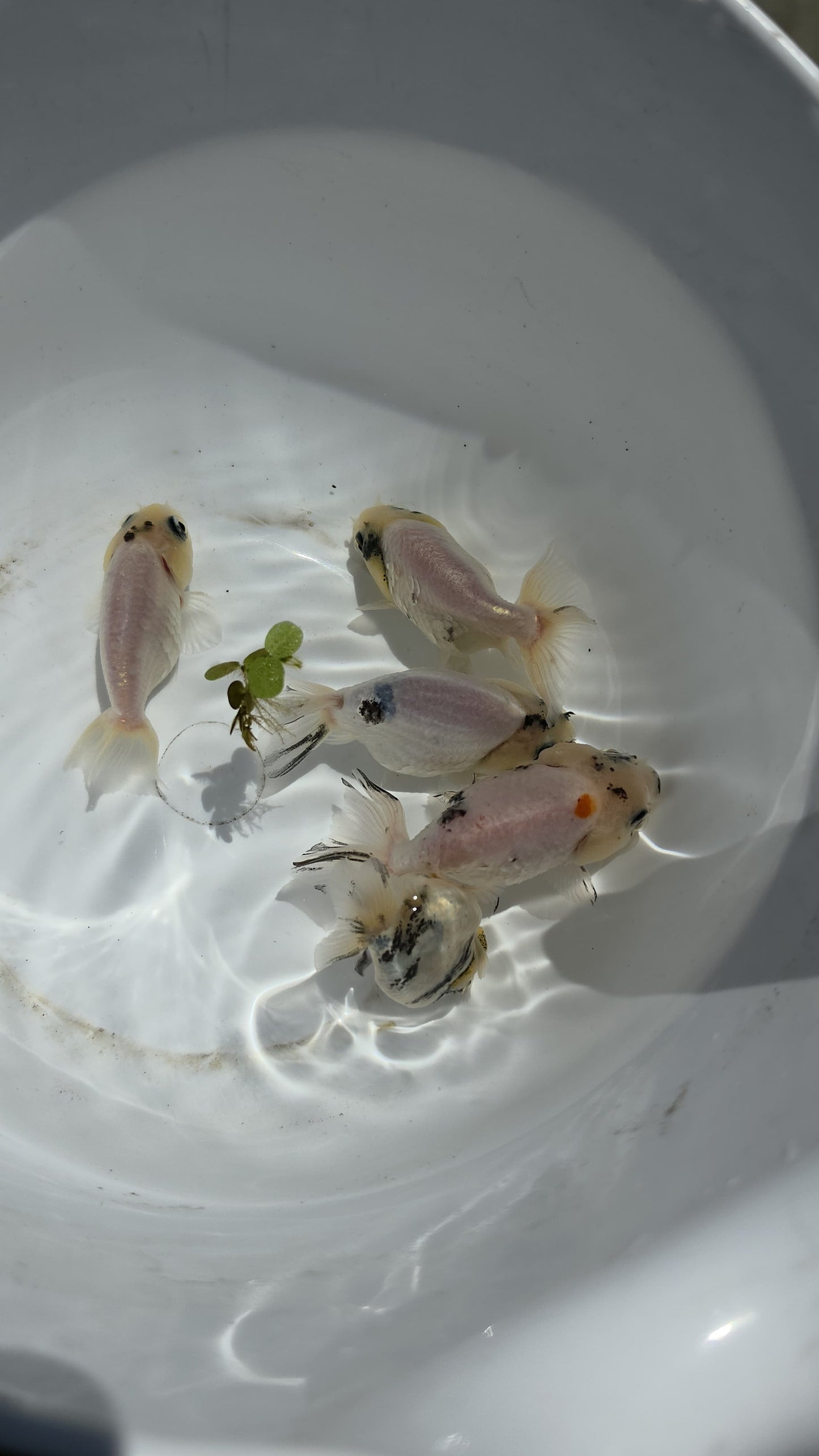 White Tiger Ranchu 2.5 inch