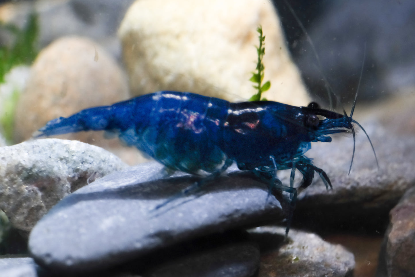 Blue Sapphire/Blue Diamond plus for DOA