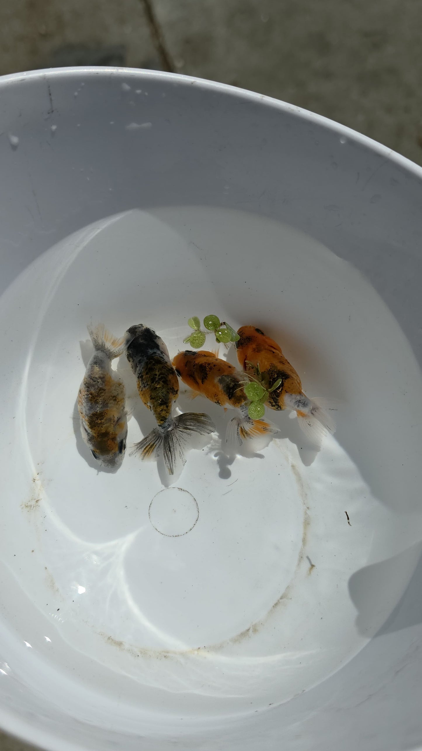 Calico Ranchu 2.5 inch