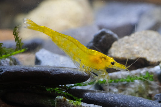 Tangerine Tiger plus for DOA