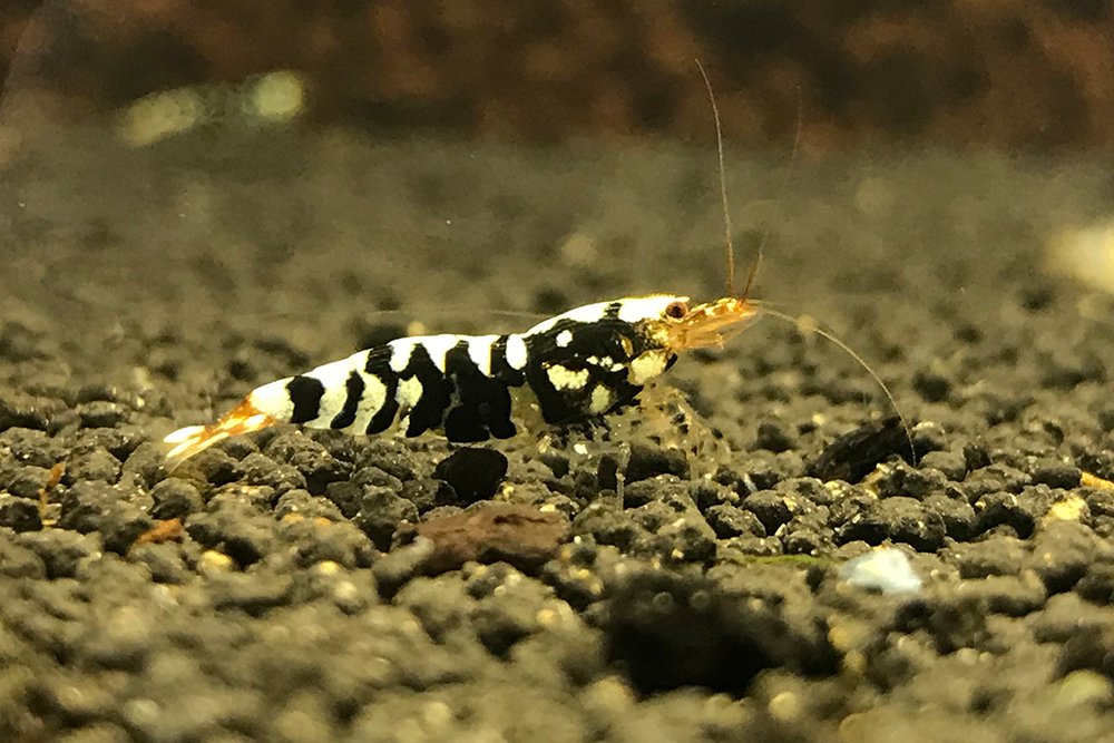 BLACK FANCY TIGER A/S