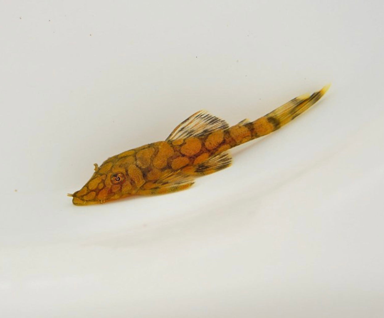 L519 Pleco 4 to 5 cm
