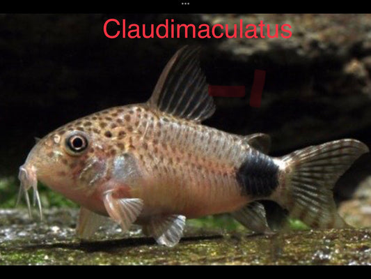 Claudimaculatus Corydora
