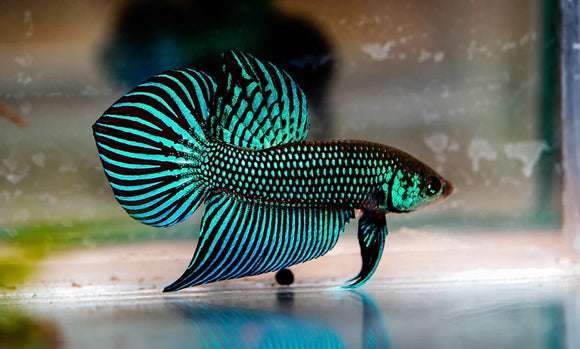 Green Mahachai wild betta  male