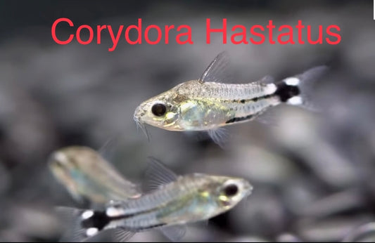 Hastatus Corydora