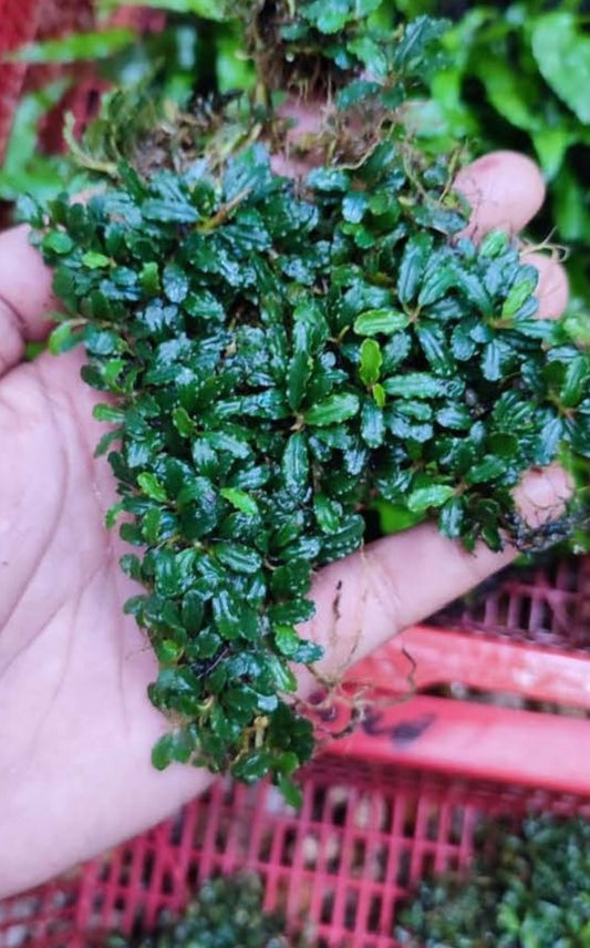 Onchopora Bucephalandra