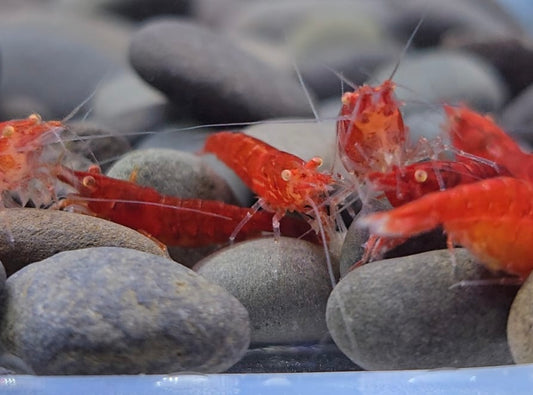 Orange eye Fire Red Neocaridina