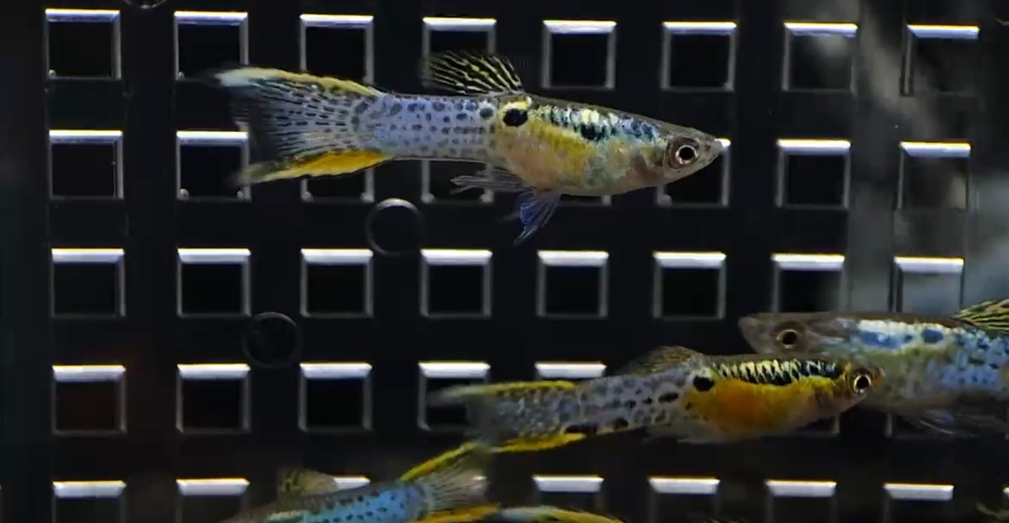 Cobra yellow double  sword endler.  Males only