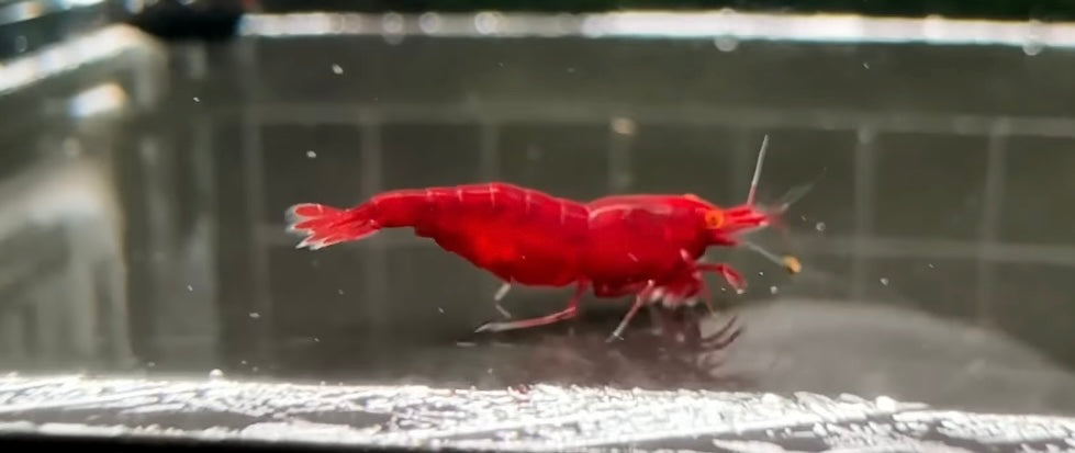 Orange Eye - Red Devil