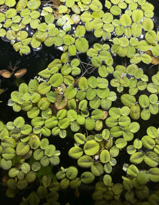 Salvinia Mini