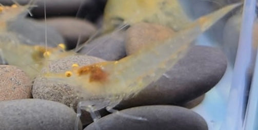 Orange Eye Snowball Neocaridina