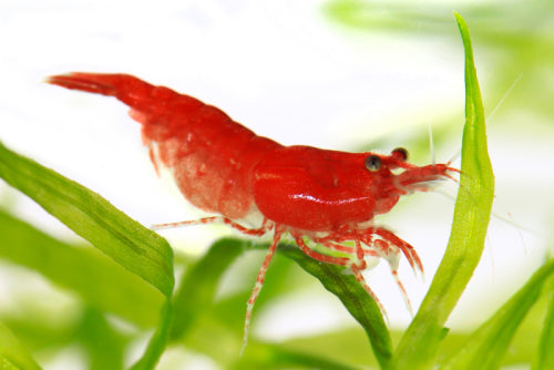 Freshwater Cherry
