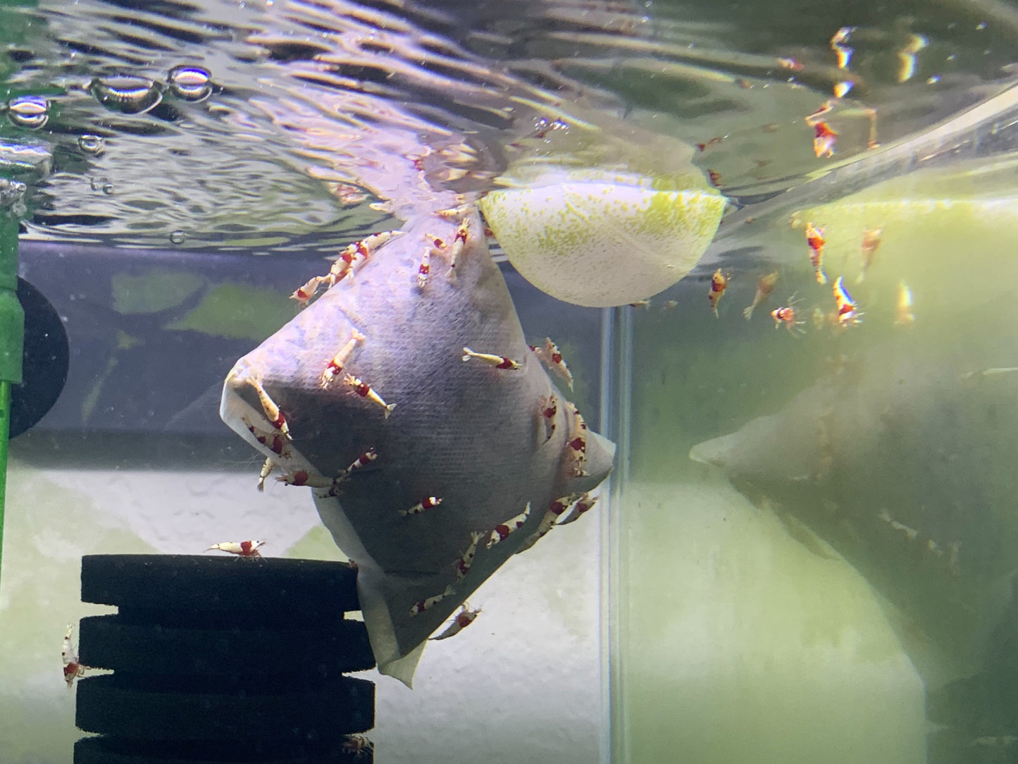 X2 BBS -Gold Package BENEFICIAL BACTERIA BAG  (5 pack)