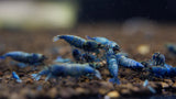 Blue Bolt Extreme