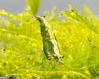 Green Jade Yellowback