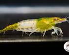 Green Rili