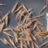 Red Amano Shrimp