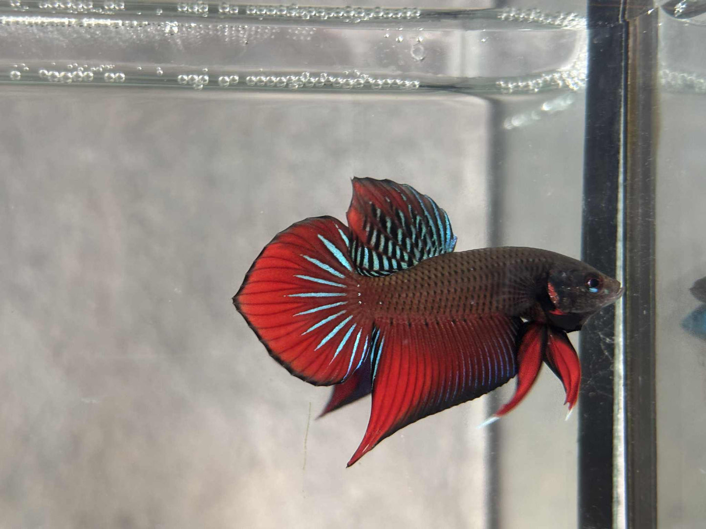Splendens wild betta  male