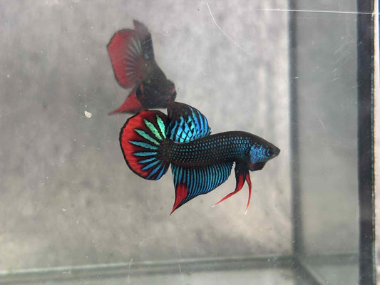 Green Imbellis wild betta  male