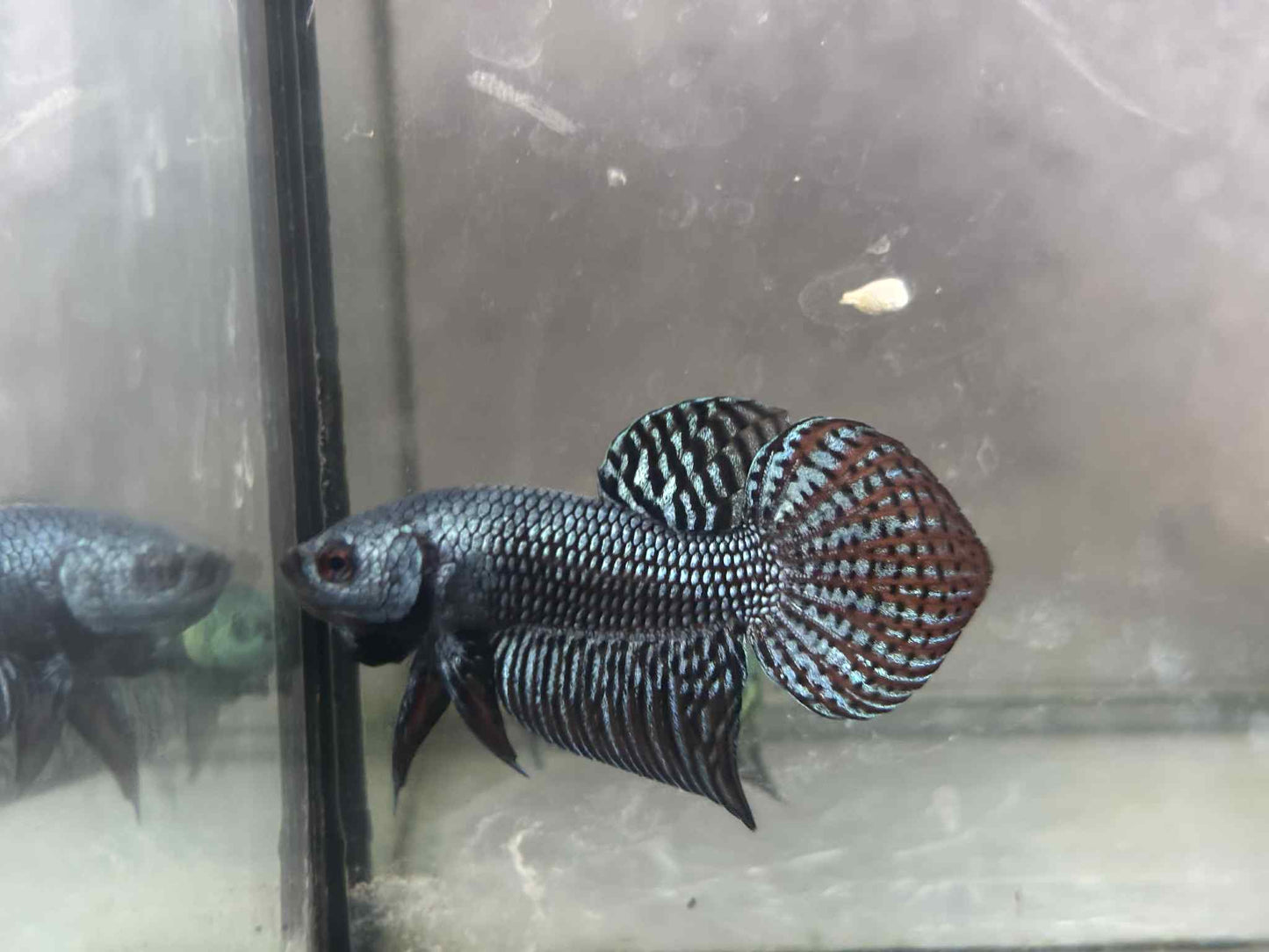Alien Green, Blue wild betta  male (Copy)