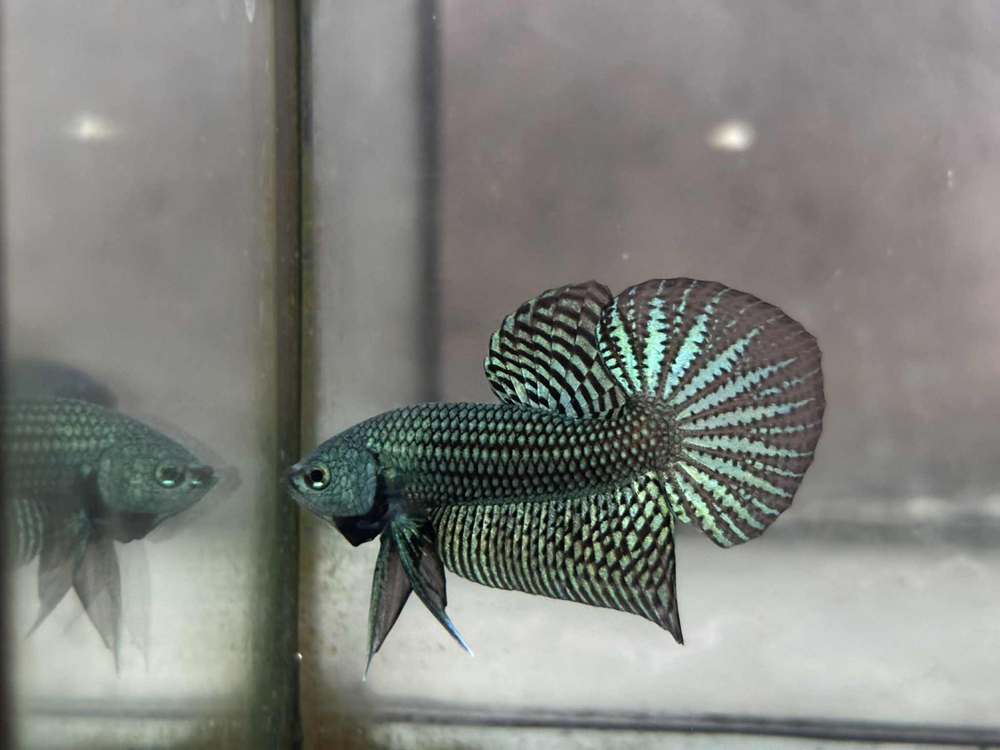 Alien Green, Blue wild betta  male (Copy)