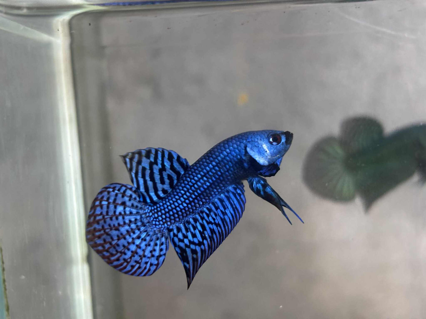 Alien Green, Blue wild betta  male (Copy)