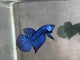 Alien wild betta  male