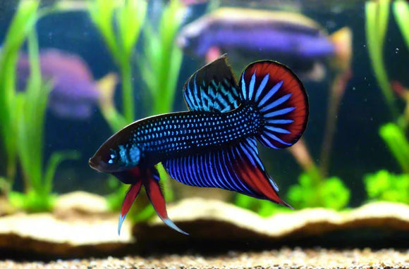 Blue Imbellis wild betta  male
