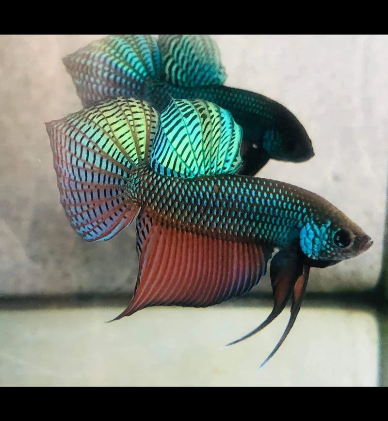 Green Sparagdina Guitar wild betta  male