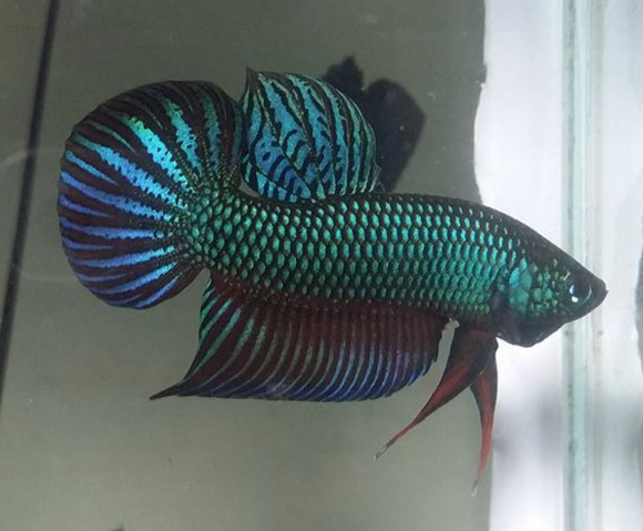 Green Sparagdina wild betta  male