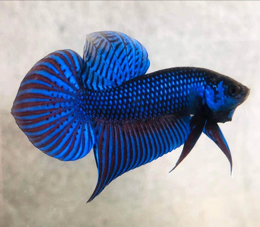 Blue Mahachai wild betta  male