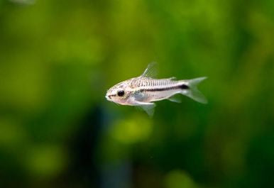 Pygmy Corydoras