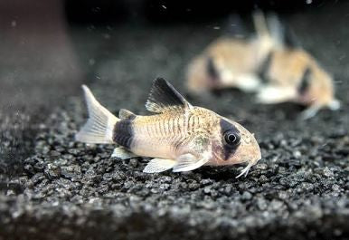 Panda Corydoras